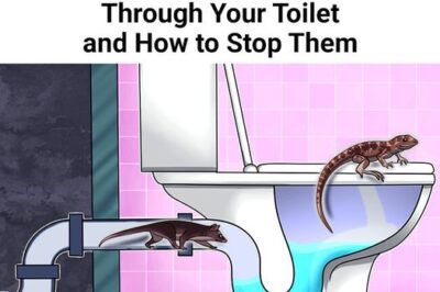 5 Creatures That Can Crawl In Through Your Toilet and How to Stop Them