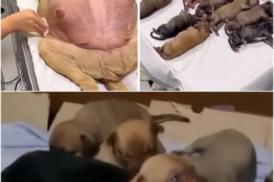 OMG! 63 Days Pregnant Dog Ran to My Gate Asking for Help