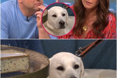 Oh Buddy 💔 This Morning dog Buddy involved in ‘NASTY ACCIDENT’ as hosts Dermot O’Leary and Lisa Snowdon CONCERNED.