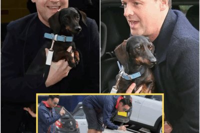 Ant Found a Stray Dog Near Their Studio — But What Anthony McPartlin and Declan Donnelly Did Next Had 8 Million People in Tears…