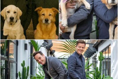 Anthony McPartlin and Declan Donnelly Just Bought a £500,000 Farm