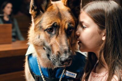 3-Year-Old Speaks to Police Dog in Court — No One Was Prepared for Her Words. The courtroom buzzed