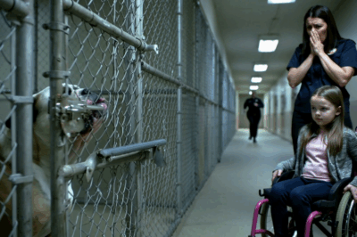 Girl in a Wheelchair Demands to Meet the Shelter’s “Most Dangerous” Dog — Staff Shout “Stay Back!”; Her Mother Begs Her to Stop; But Ten Seconds Later, the Room Falls Silent… and Then Everyone Cries